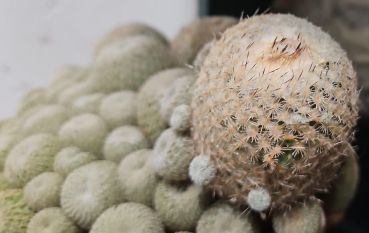 Epithelantha-pachyrhiza-SB325
